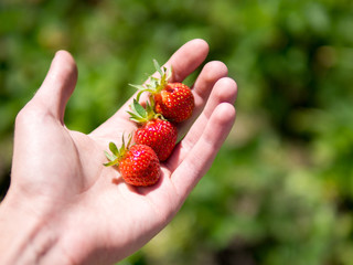 fresh strawberries in hand