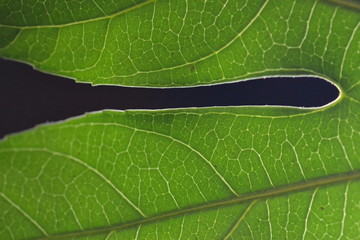 sheet green nature background flower flora 