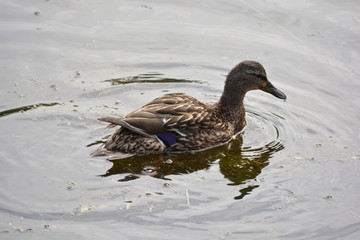 duck