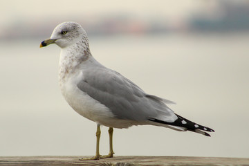 Obraz premium Seagull Bird