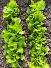 Fresh leaves of green lettuce salad growing in soil in garden. Flat lay view directly above