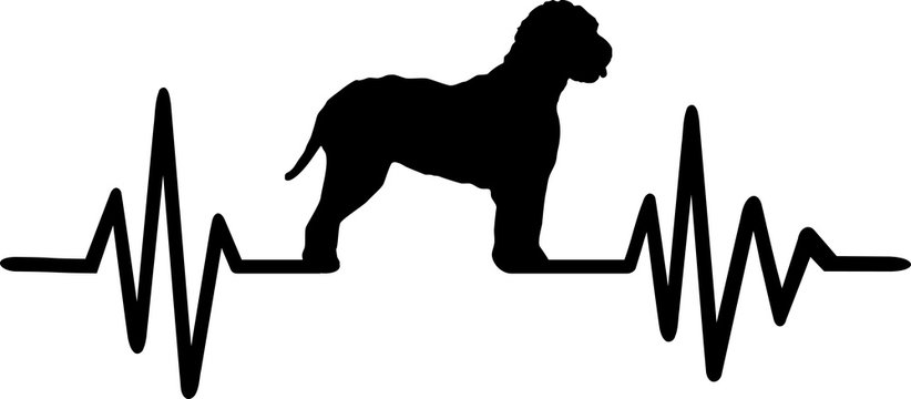 Lagotto Romagnolo heartbeat