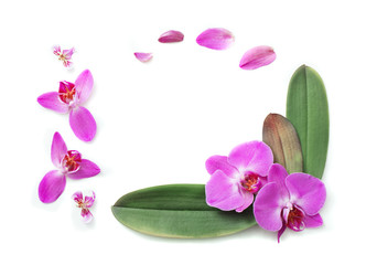 Naklejka na ściany i meble beautiful orchids isolated on white background