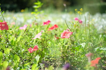 Wild pink flowers growing in green grass meadow, selective focus photography, ecology concept. Beautiful nature view with green lush grass and fresh flower blooming, outdoor summer landscape