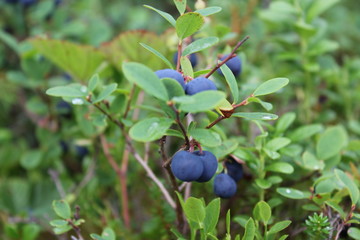 northern berry - bilberry