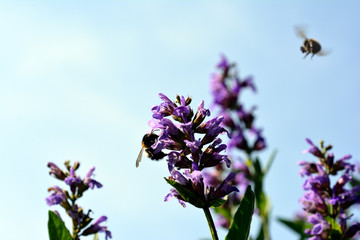 Wildbienen an Salbeiblüten