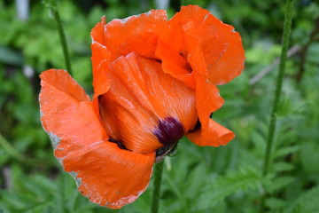 close-up of a scarlet poppy flower in a summer garden on a soft green blurred background