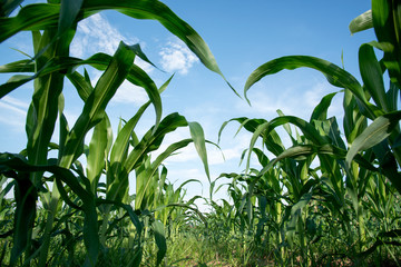 The beautiful green corn field is growing.