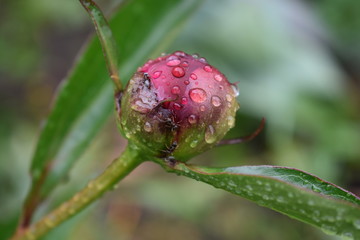 a bud of a burgundy peony and two ants in a summer garden after a rain on a soft green blurred background