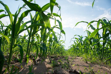 The beautiful green corn field is growing.