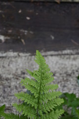 close-up of a green branch of a fern in rain drops in a summer garden on a soft blurred background