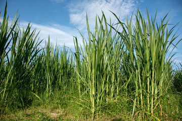 Fototapeta na wymiar Vetiver grass, penny stocks, sugar cane in the blue sky and white clouds in Asia.