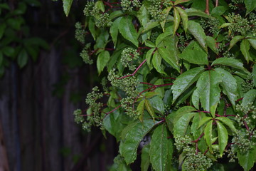 close-up of a green wild grapes on branches with leaves in a summer garden on a soft blurry background of an old dark tree