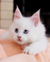 white kitten Maine Coon lies comfortably on Blankets