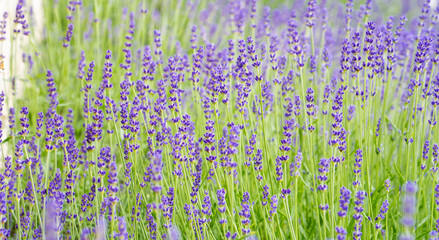 close up group of lavender flower background