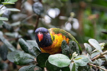 lorikeet parrot on the branch, before taking off