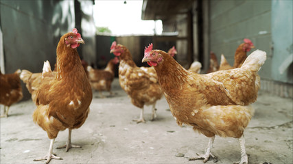 The hens are laying hens in the household. Hen in the yard. White chicken roost stands at the entrance to his house. Chicken in the hen preparing to enter to lay an egg.