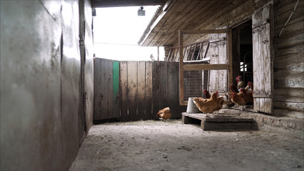 Fototapeta na wymiar The hens are laying hens in the household. Hen in the yard. White chicken roost stands at the entrance to his house. Chicken in the hen preparing to enter to lay an egg.