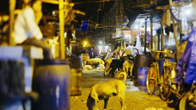 illuminated old indian market with many domestic animals shoting on tilt-shift lens at night time