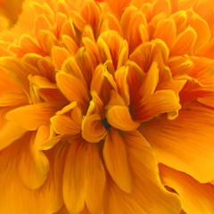 Yellow petals background.
