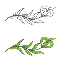 Fototapeta premium Floral element for the logo.