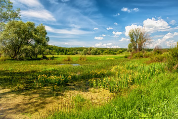 Beautiful summer landscape of nature with blooming yellow irises on a Sunny day with a beautiful sky