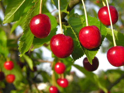 close-up of ripe cherries on a tree
