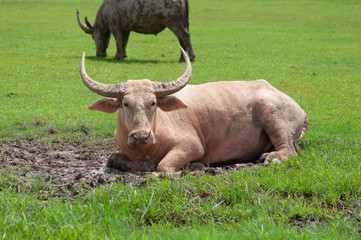 A white buffalo relaxing on field