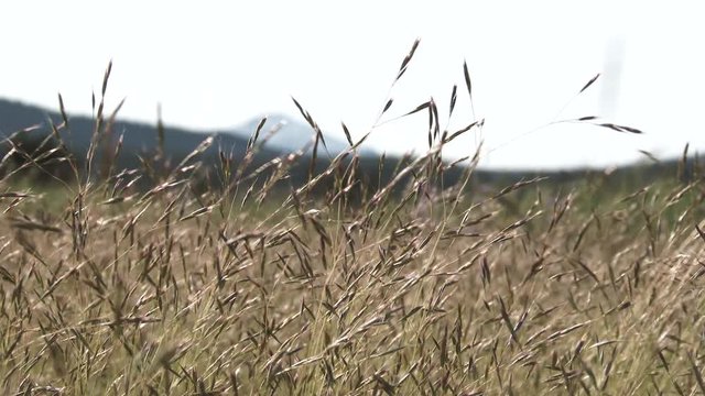 Close up on field grass blowing gently from the wind in high desert valley with mountain landscape in background.