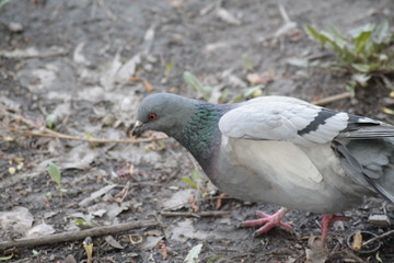 bird