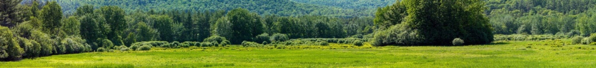 Panoramic view of a forest in the Adirondacks Mountains 