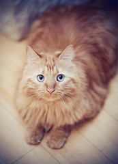 Portrait of a fluffy striped cat, red color, photographed from above.