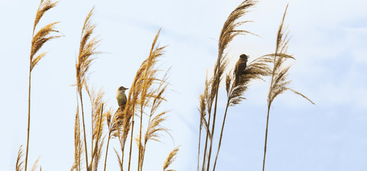  A pair of REED WARBLER among the reeds