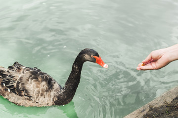 Fototapeta premium cropped shot of woman feeding beautiful black swan
