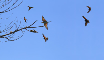 Birds are bee-eaters. Alarmed A flock of bee-eaters fly the background of the blue sky...