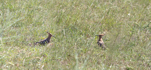 Two hoopoe eat in the spring grass.