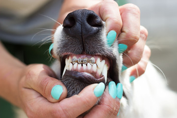 dog's teeth braces