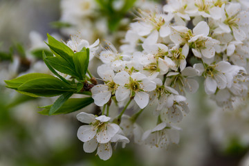 Apple trees flowers. the seed-bearing part of a plant, consisting of reproductive organs stamens and carpels that are typically surrounded by a brightly colored corolla petals 