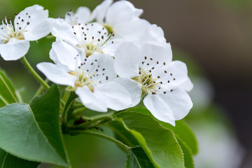 Fototapeta premium Apple trees flowers. the seed-bearing part of a plant, consisting of reproductive organs stamens and carpels that are typically surrounded by a brightly colored corolla petals 