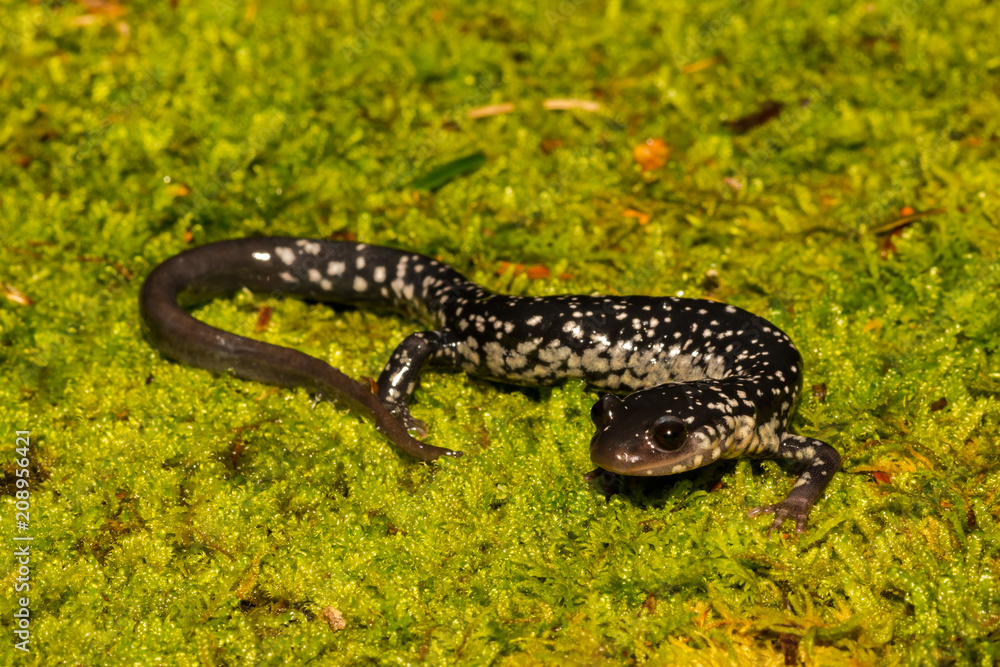 Wall mural northern slimy salamander (plethodon glutinosus)