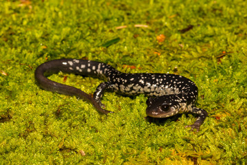 Northern Slimy Salamander (Plethodon glutinosus)