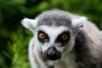 Ring-tailed lemur close up, head and part of body only