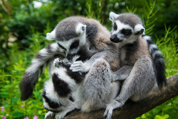Fototapeta premium Two ring-tailed lemurs sitting next to each other