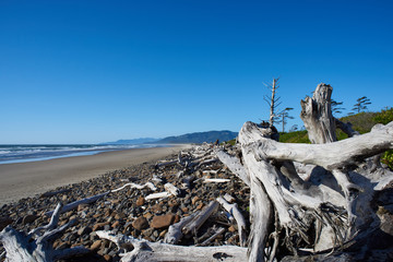 A pile of Driftwood near Cape Meares, Tillamook County, Oregon