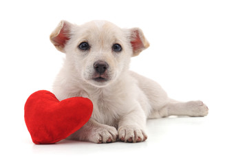 Puppy with heart.