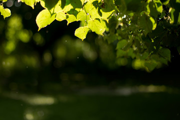 Fototapeta na wymiar Green leaves on a tree. Sunlight after rain