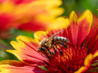 Close-up detail of a honey bee apis collecting pollen on flower in garden