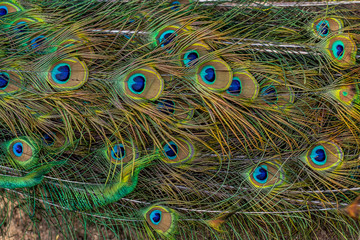 Obraz premium Colorful peacock feathers,Shallow Dof. peacock feathers pattern. Peacock tail details.