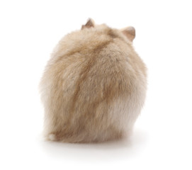 White little hamster.