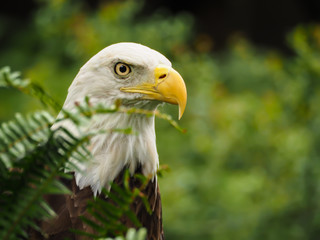 American Bald Eagle Watching
